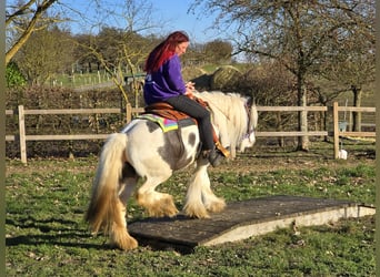 Tinker, Stute, 11 Jahre, 140 cm, Schecke