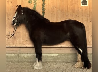 Tinker, Stute, 11 Jahre, 142 cm, Rappe