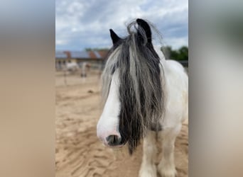 Tinker, Stute, 11 Jahre, 142 cm, Schecke