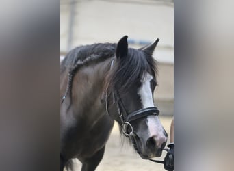 Tinker, Stute, 11 Jahre, 143 cm, Schecke