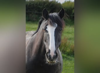 Tinker Mix, Stute, 11 Jahre, 148 cm, Schwarzbrauner