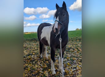 Tinker Mix, Stute, 11 Jahre, 150 cm