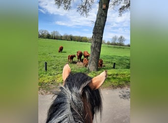 Tinker, Stute, 11 Jahre, 152 cm, Champagne