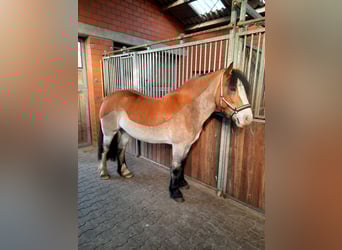 Tinker, Stute, 11 Jahre, 152 cm, Champagne