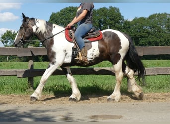 Tinker Mix, Stute, 11 Jahre, 160 cm, Schecke