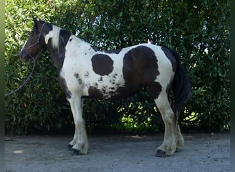 Tinker Mix, Stute, 11 Jahre, 160 cm, Schecke