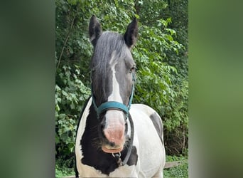 Tinker, Stute, 12 Jahre, 132 cm, Schecke