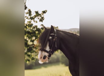 Tinker, Stute, 12 Jahre, 136 cm, Rappe