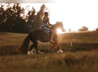 Tinker, Stute, 12 Jahre, 136 cm, Rappe