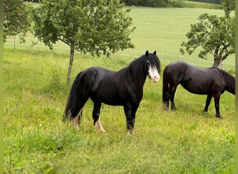 Tinker, Stute, 12 Jahre, 136 cm, Rappe