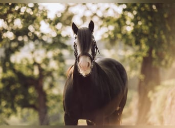 Tinker, Stute, 12 Jahre, 136 cm, Rappe