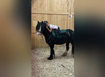 Tinker, Stute, 12 Jahre, 136 cm, Rappe