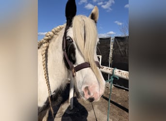 Tinker, Stute, 12 Jahre, 137 cm