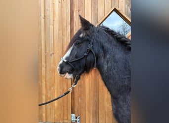 Tinker, Stute, 12 Jahre, 138 cm, Roan-Blue