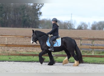 Tinker, Stute, 12 Jahre, 140 cm, Rappe