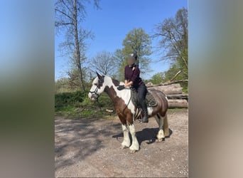 Tinker Mix, Stute, 12 Jahre, 140 cm, Schecke