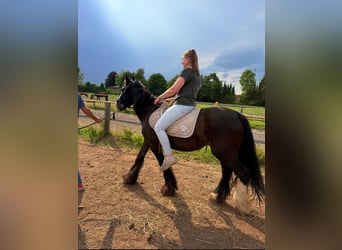Tinker, Stute, 12 Jahre, 142 cm, Rappe
