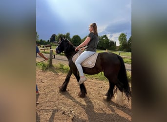Tinker, Stute, 12 Jahre, 142 cm, Schecke