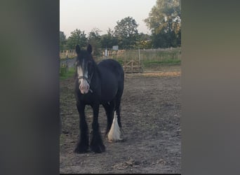 Tinker, Stute, 12 Jahre, 142 cm, Schecke