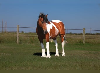 Tinker Mix, Stute, 12 Jahre, 142 cm, Schecke