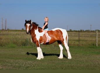 Tinker Mix, Stute, 12 Jahre, 142 cm, Schecke