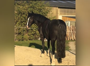 Tinker, Stute, 12 Jahre, 145 cm, Rappe