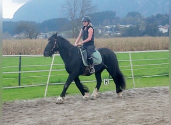 Tinker, Stute, 12 Jahre, 145 cm, Rappe