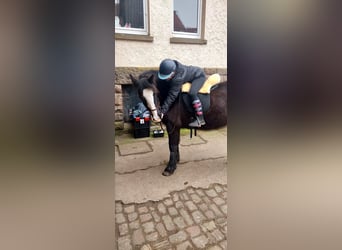 Tinker, Stute, 12 Jahre, 145 cm, Rappe