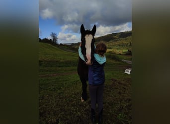 Tinker, Stute, 12 Jahre, 145 cm, Rappe