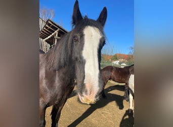 Tinker, Stute, 12 Jahre, 145 cm, Rappe
