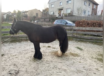 Tinker, Stute, 12 Jahre, 145 cm, Rappe
