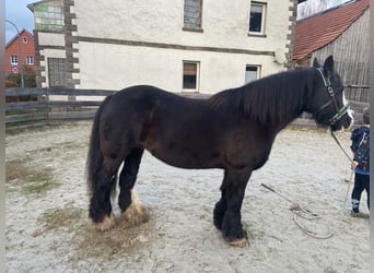 Tinker, Stute, 12 Jahre, 145 cm, Rappe