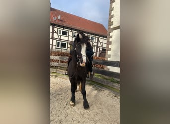 Tinker, Stute, 12 Jahre, 145 cm, Rappe