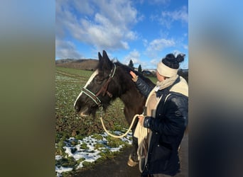 Tinker, Stute, 12 Jahre, 145 cm, Rappe