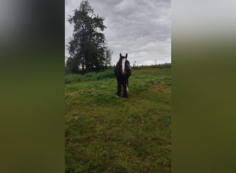 Tinker, Stute, 12 Jahre, 145 cm, Rappe