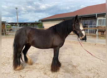 Tinker, Stute, 12 Jahre, 145 cm, Rappe