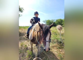 Tinker, Stute, 12 Jahre, 145 cm, Schecke