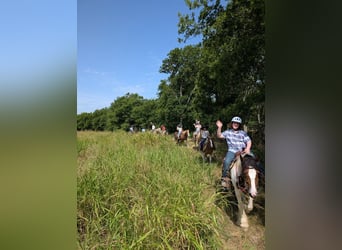 Tinker, Stute, 12 Jahre, 145 cm, Schecke