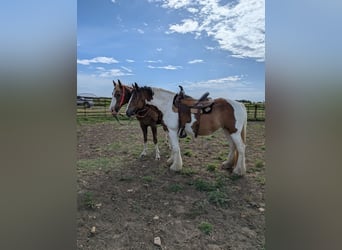 Tinker, Stute, 12 Jahre, 145 cm, Schecke