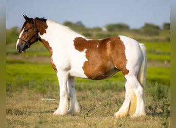 Tinker, Stute, 12 Jahre, 145 cm, Schecke