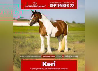 Tinker, Stute, 12 Jahre, 145 cm, Schecke