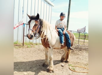 Tinker, Stute, 12 Jahre, 145 cm, Schecke