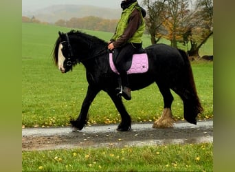 Tinker, Stute, 12 Jahre, 146 cm, Rappe