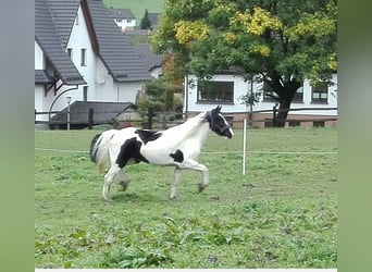 Tinker, Stute, 12 Jahre, 146 cm, Schecke