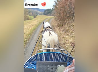 Tinker, Stute, 12 Jahre, 146 cm, Schecke