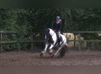 Tinker, Stute, 12 Jahre, 152 cm, Schecke