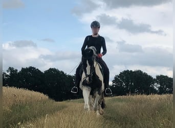 Tinker, Stute, 12 Jahre, 152 cm, Schecke