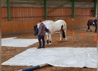 Tinker, Stute, 12 Jahre, 152 cm, Schecke