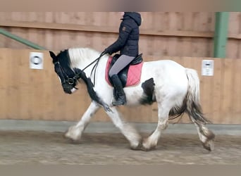 Tinker, Stute, 12 Jahre, 152 cm, Schecke