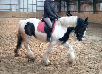 Tinker, Stute, 12 Jahre, 152 cm, Schecke